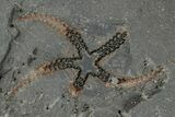 Two Ordovician Brittle Stars (Ophiura) - Morocco #290614-1